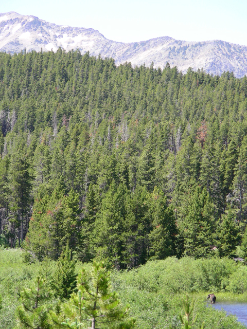 Pinus contorta (Lodgepole pine) #53232