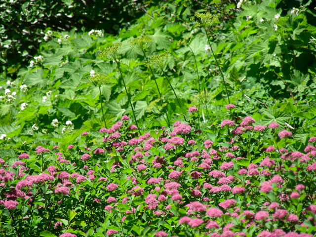 Spiraea splendens (Rose meadowsweet) #53248