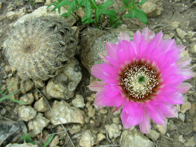 Echinocereus reichenbachii (Lace hedgehog cactus) #87198