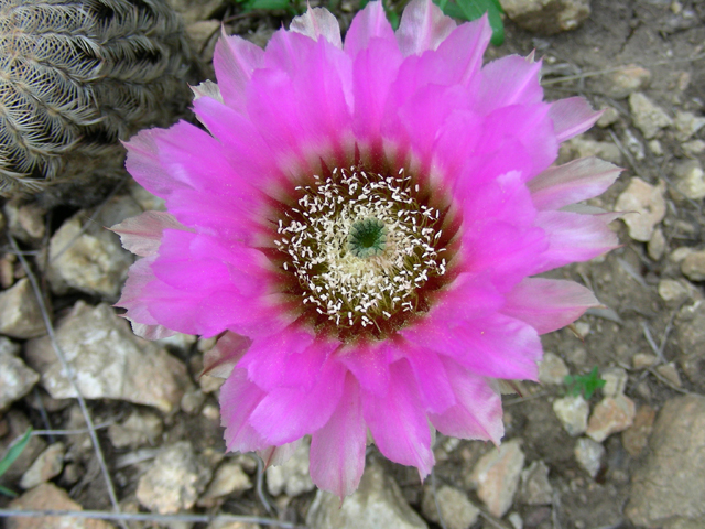 Echinocereus reichenbachii (Lace hedgehog cactus) #87199