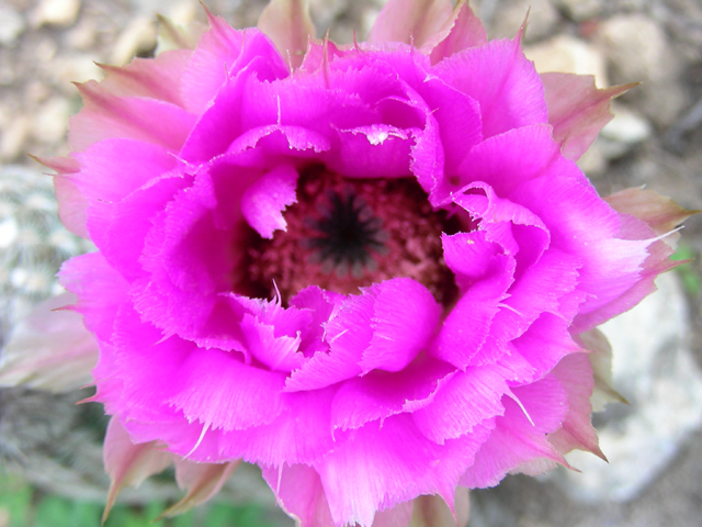 Echinocereus reichenbachii (Lace hedgehog cactus) #87200