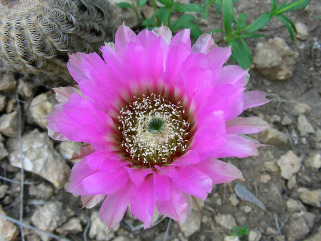 Echinocereus reichenbachii (Lace hedgehog cactus) #87205