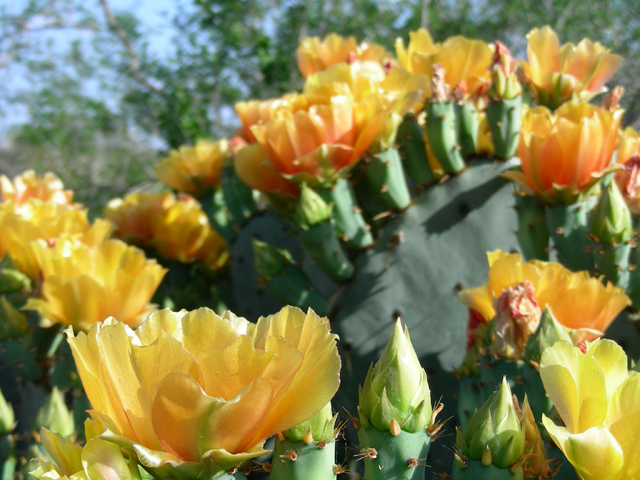 Opuntia engelmannii (Cactus apple) #87216