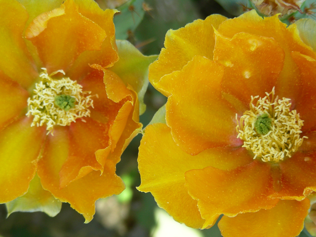 Opuntia engelmannii (Cactus apple) #87217