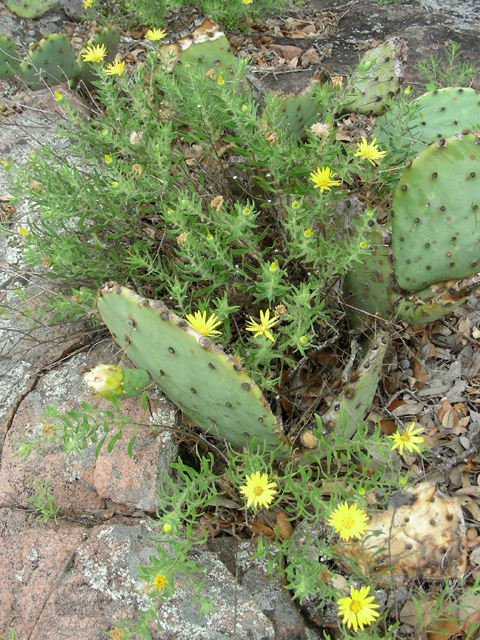 Heterotheca stenophylla (Stiffleaf false goldenaster) #87226