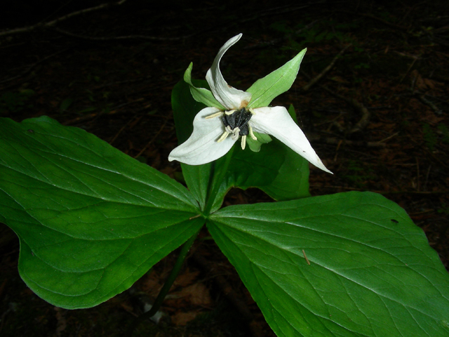 Trillium erectum (Red trillium) #87267