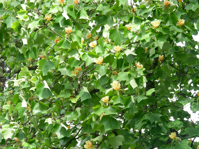 Liriodendron tulipifera (Tulip tree) #87287