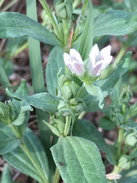 Spigelia hedyotidea (Prairie pinkroot) #87316