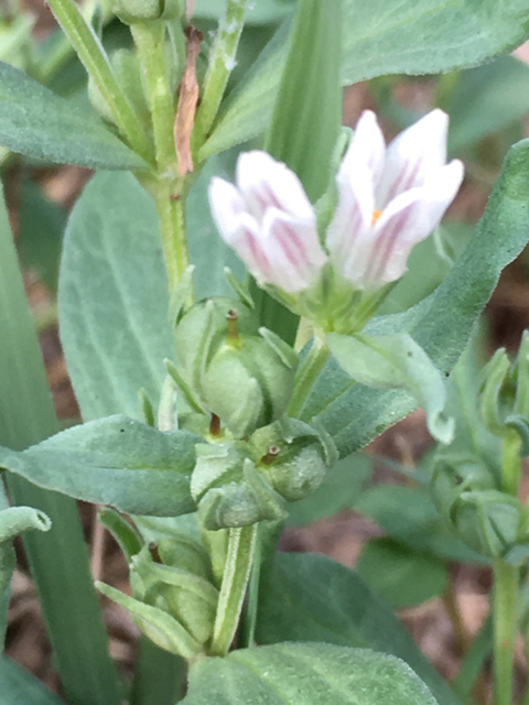 Spigelia hedyotidea (Prairie pinkroot) #87317