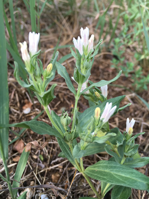 Spigelia hedyotidea (Prairie pinkroot) #87318