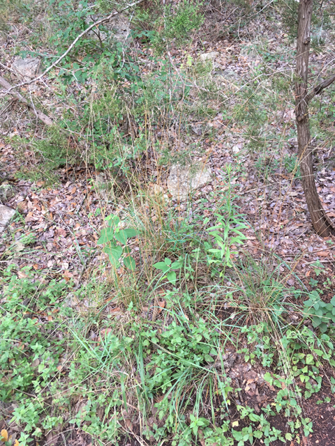 Festuca versuta (Texas fescue) #87321