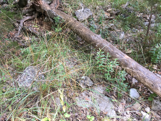 Festuca versuta (Texas fescue) #87323