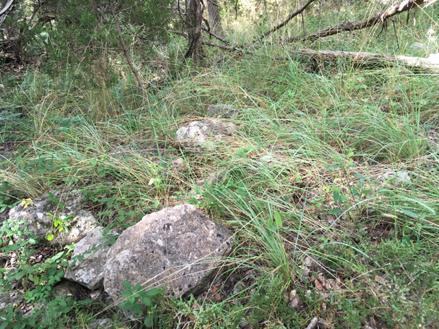 Festuca versuta (Texas fescue) #87324