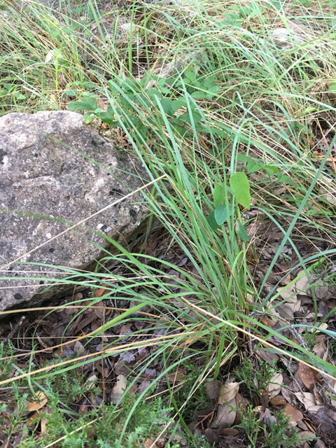 Festuca versuta (Texas fescue) #87325