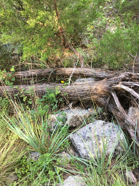 Festuca versuta (Texas fescue) #87326