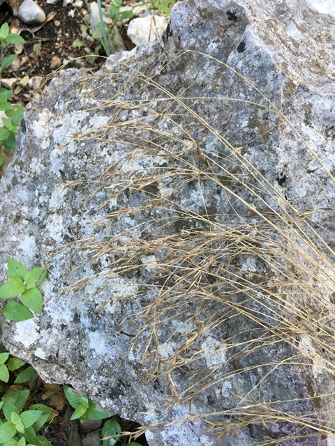 Festuca versuta (Texas fescue) #87327