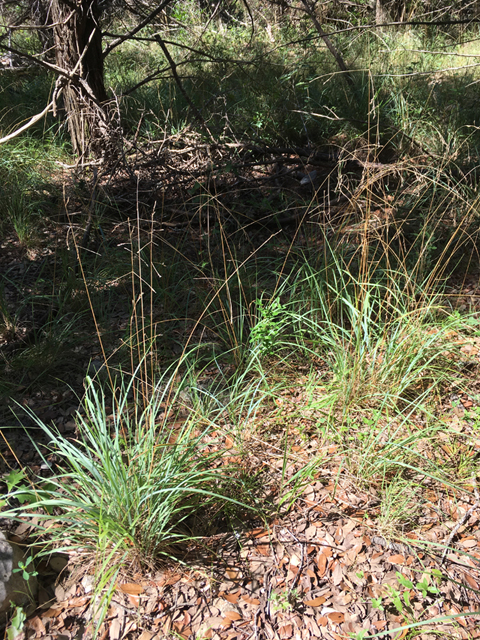 Festuca versuta (Texas fescue) #87329