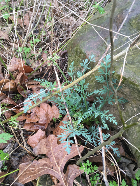 Cymopterus macrorhizus (Bigroot springparsley) #87330