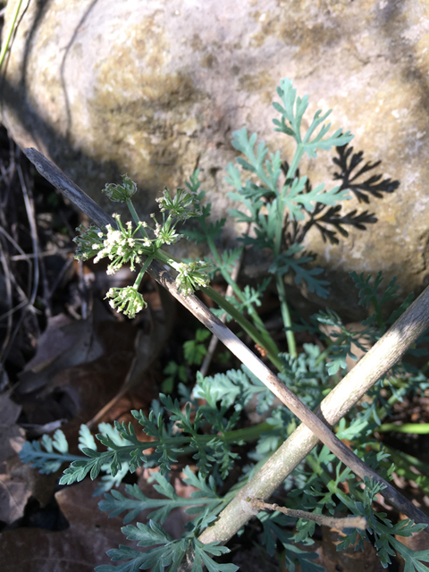 Cymopterus macrorhizus (Bigroot springparsley) #87331