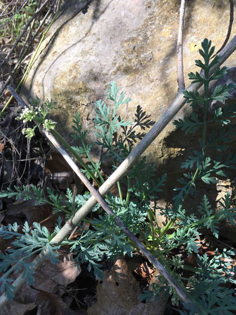 Cymopterus macrorhizus (Bigroot springparsley) #87332