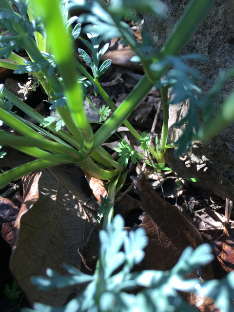 Cymopterus macrorhizus (Bigroot springparsley) #87334