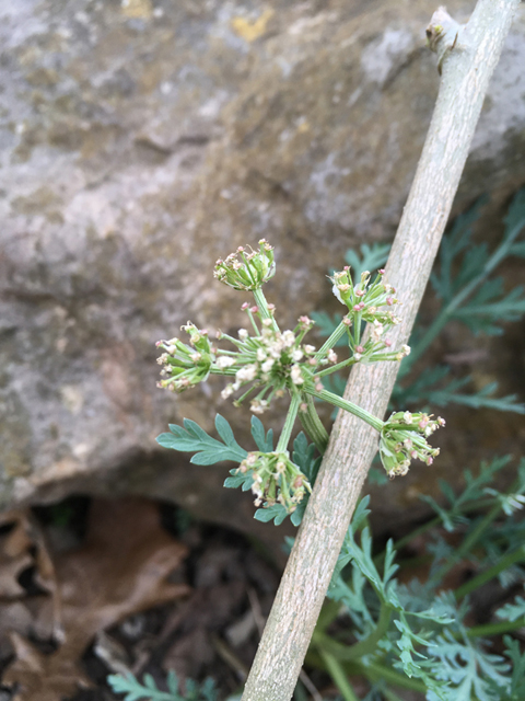 Cymopterus macrorhizus (Bigroot springparsley) #87335