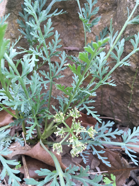 Cymopterus macrorhizus (Bigroot springparsley) #87336