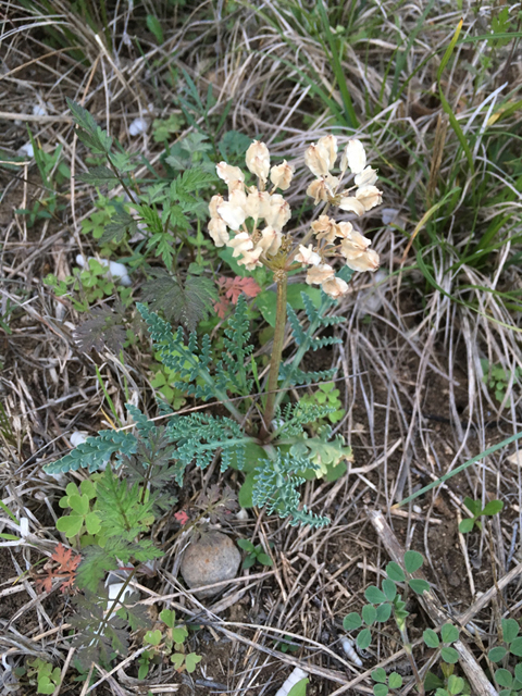 Cymopterus macrorhizus (Bigroot springparsley) #87337