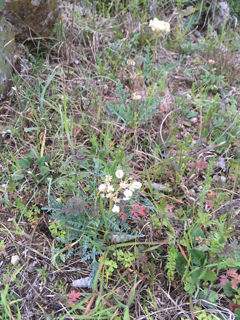 Cymopterus macrorhizus (Bigroot springparsley) #87338