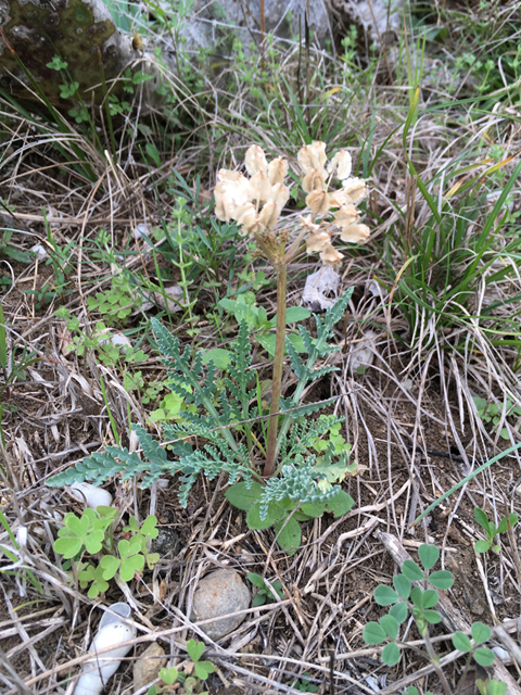 Cymopterus macrorhizus (Bigroot springparsley) #87339