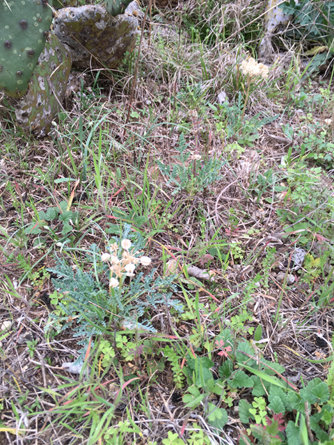 Cymopterus macrorhizus (Bigroot springparsley) #87340