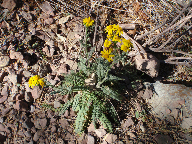 Packera millelobata (Uinta ragwort) #58320