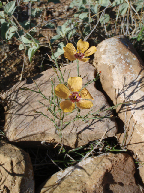 Linum puberulum (Plains flax) #60625