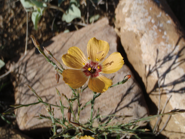 Linum puberulum (Plains flax) #60626