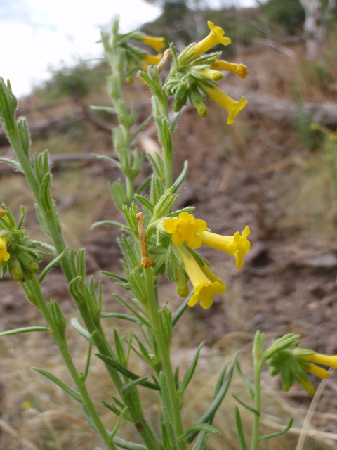 Lithospermum multiflorum (Manyflowered stoneseed) #60628