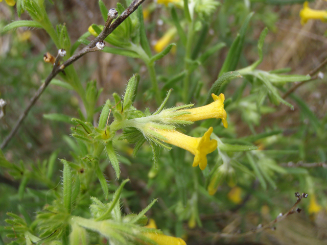 Lithospermum multiflorum (Manyflowered stoneseed) #60629