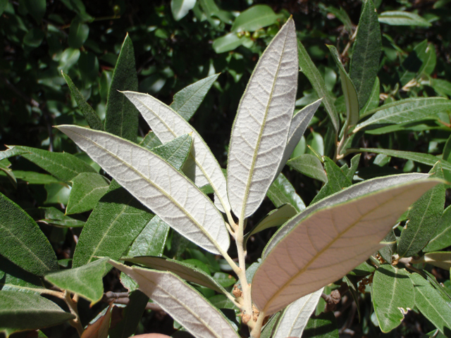 Quercus hypoleucoides (Silverleaf oak) #60640