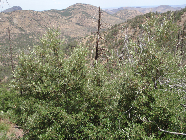 Quercus hypoleucoides (Silverleaf oak) #60642