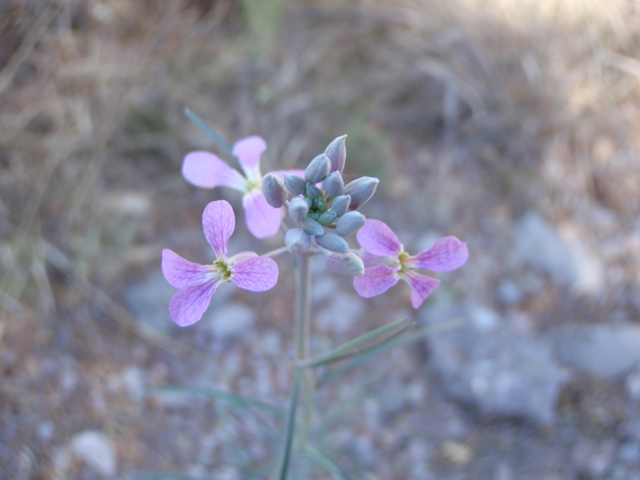 Schoenocrambe linearifolia (Slimleaf plainsmustard) #60647