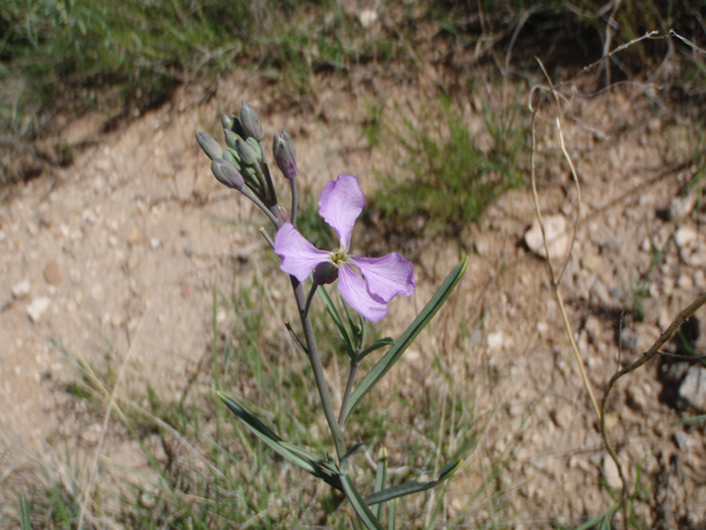 Schoenocrambe linearifolia (Slimleaf plainsmustard) #60648