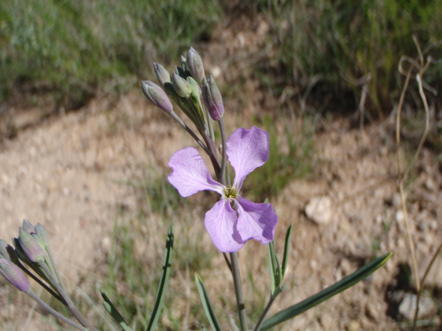 Schoenocrambe linearifolia (Slimleaf plainsmustard) #60649