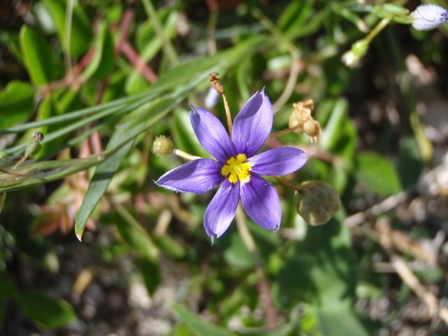 Sisyrinchium biforme (Wiry blue-eyed grass) #60651