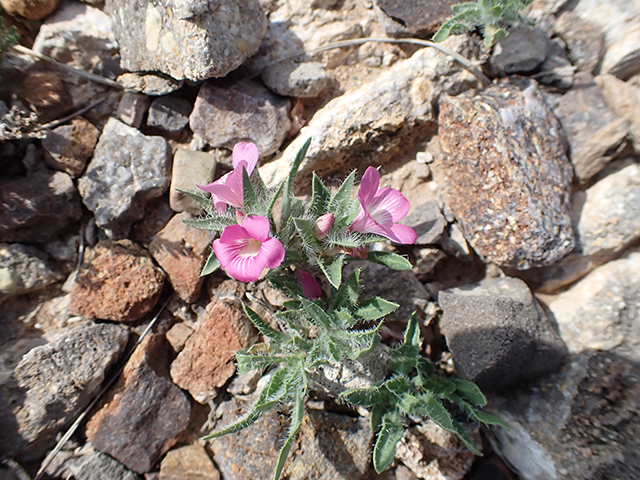 Stenandrium barbatum (Early shaggytuft) #71325