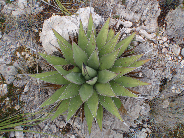 Agave glomeruliflora (Chisos agave) #87388