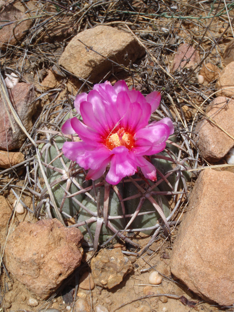 Echinocactus horizonthalonius (Devilshead) #87402