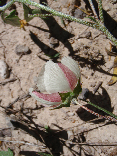 Malvella sagittifolia (Arrow-leaf mallow) #87411