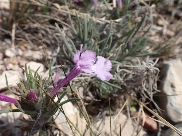 Salvia whitehousei (Clustered sage) #87419