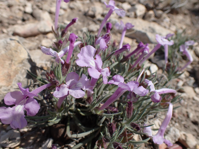 Salvia whitehousei (Clustered sage) #87420