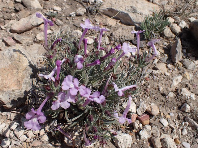 Salvia whitehousei (Clustered sage) #87421