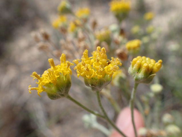 Hymenopappus flavescens (Yellow plainsman) #88022